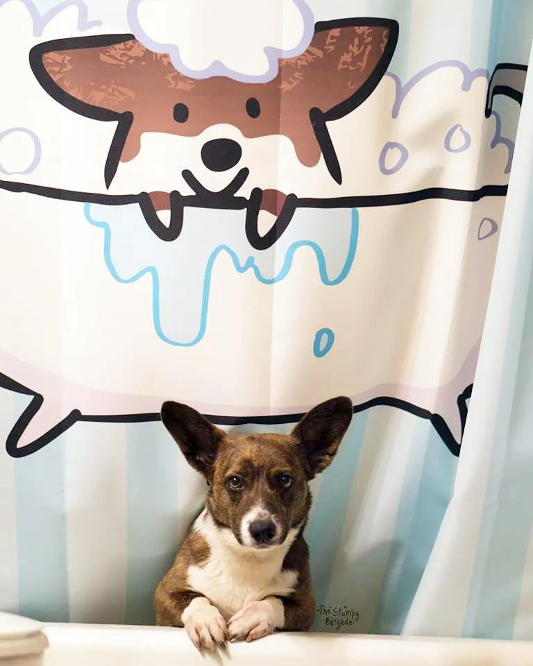 Corgi Bathtime Shower Curtain | 70"x 74"