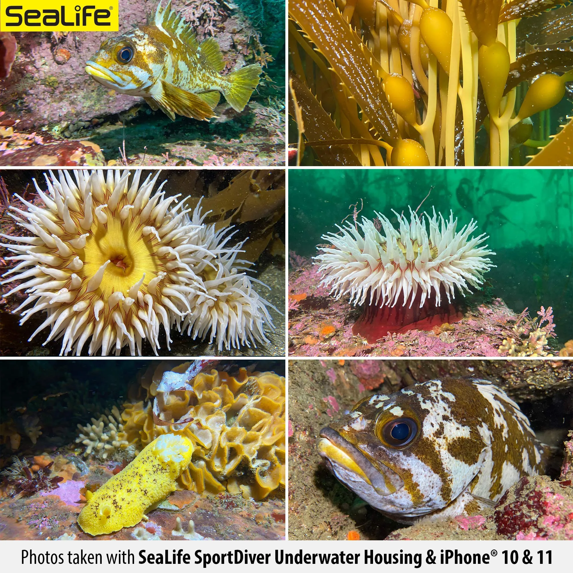 SeaLife SportDiver & Sea Dragon 2500 Package