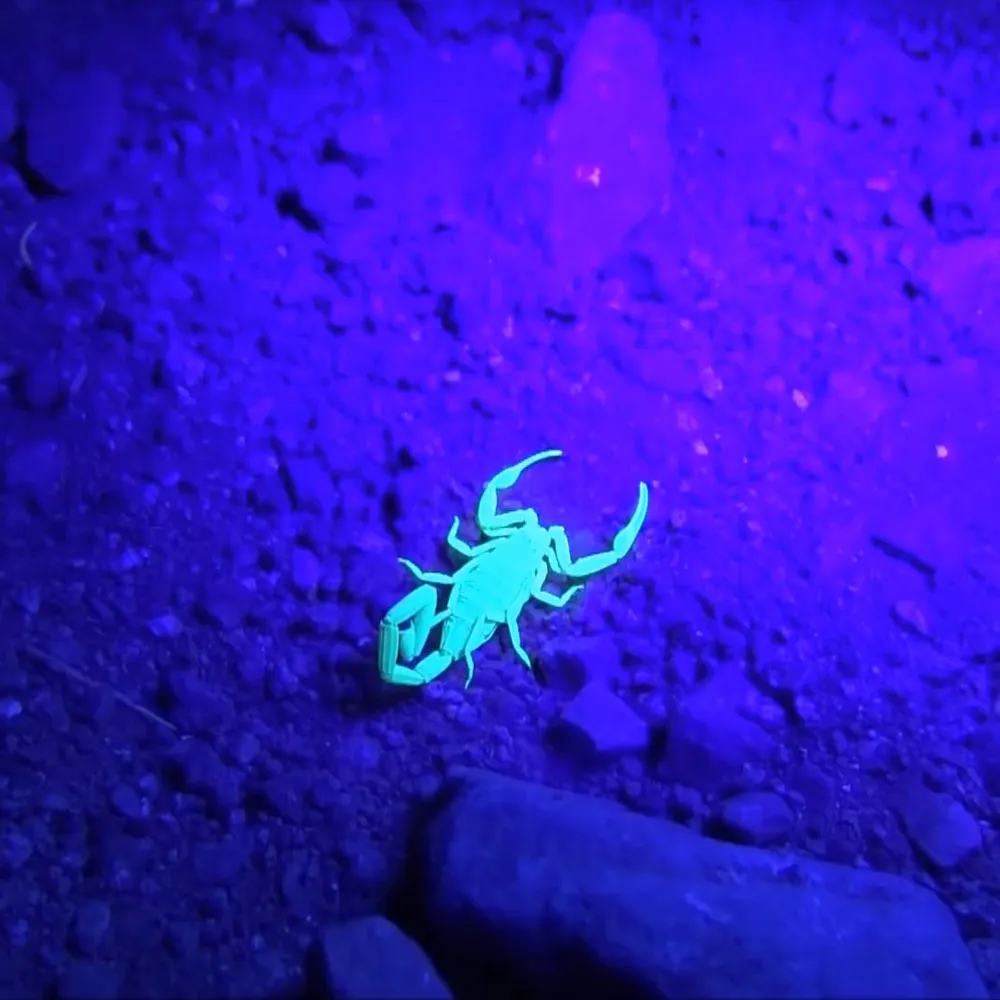 UV Tracker - 51 UV LEDs Flashlight